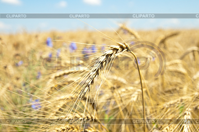 Espigas de trigo con flores | Foto de alta resolución |ID 3907278