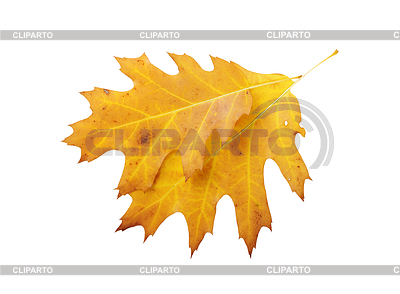 Zwei Herbst Eiche Blätter isoliert auf weiß | Foto mit hoher Auflösung |ID 3974631