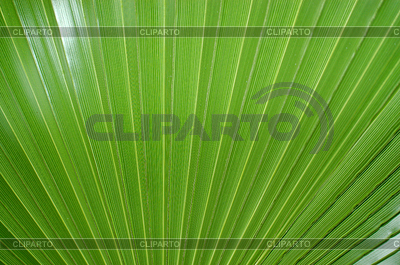Palmblatt | Foto mit hoher Auflösung |ID 3778058