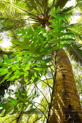Árbol gigante en la selva tropical | Foto de alta resolución |ID 3782755