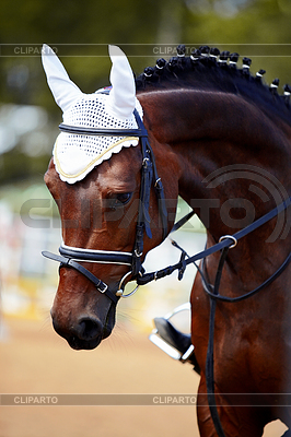 Retrato del caballo de deporte | Foto de alta resolución |ID 3893385