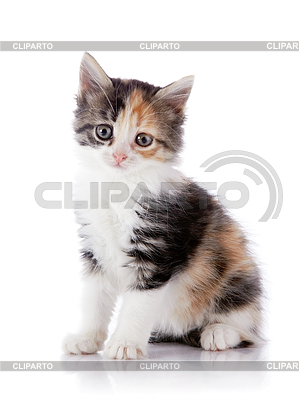 Multi-color gatito se sienta | Foto de alta resolución |ID 3895017