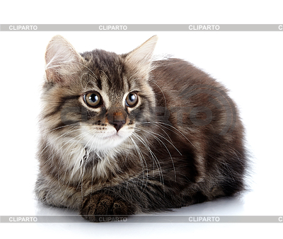 Striped fluffy kitten lies | High resolution stock photo |ID 3906250