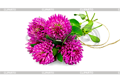 Clover ramo atado con una cuerda | Foto de alta resolución |ID 3742785
