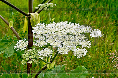Heracleum | Фото большого размера |ID 6810421