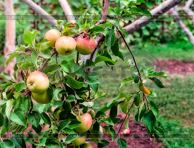 Rote Äpfel auf dem Apfelbaum-Ast | Foto mit hoher Auflösung |ID 3874955