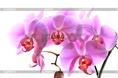 Flowers of pink orchid | High resolution stock photo |ID 5716001