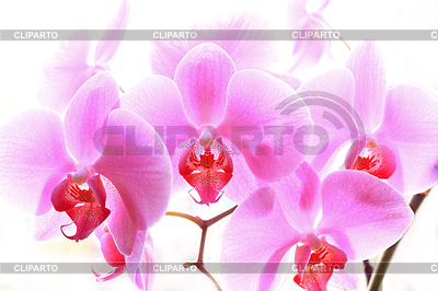 Flowers of pink orchid | High resolution stock photo |ID 5716010