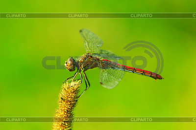 Libelle auf trockenen Pflanze sitzen | Foto mit hoher Auflösung |ID 5887896