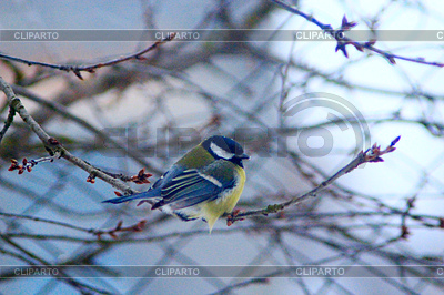 Great tit sitzt auf einem Ast | Foto mit hoher Auflösung |ID 6204470