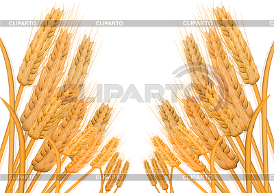 Espigas de trigo | Ilustración de alta resolución |ID 3772417