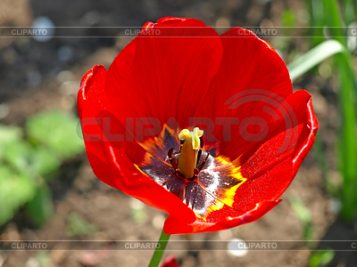 Tulipán rojo | Foto de alta resolución |ID 3878068