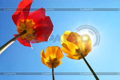 Tulpen am Himmel im Hintergrund | Foto mit hoher Auflösung |ID 6370902
