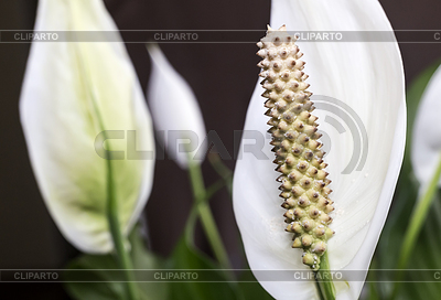 Цветущие белые цветы spathiphyllum | Фото большого размера |ID 6364622