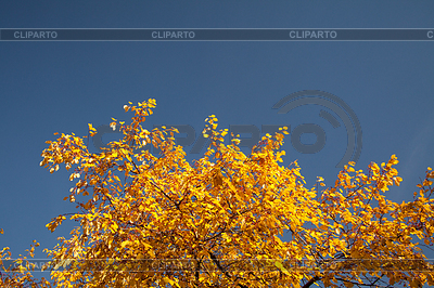 Color burst of autumn foliage | High resolution stock photo |ID 3898822