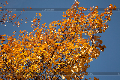 Color burst of autumn foliage | High resolution stock photo |ID 3898824