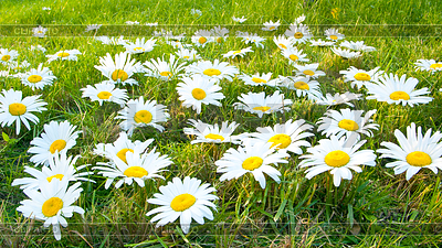 Large white daisies | High resolution stock photo |ID 3898998