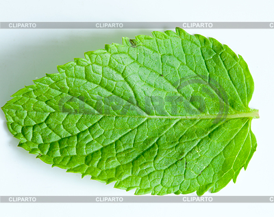 Fresh mint leaves | High resolution stock photo |ID 3899253