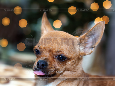 Rojo chihuahua perro sobre fondo bokeh | Foto de alta resolución |ID 3874146