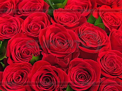 Colorido ramo de rosas rojas | Foto de alta resolución |ID 3874601