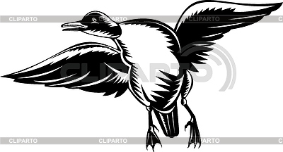 Volando pato hecho en estilo de grabado | Ilustración vectorial de stock |ID 3976965