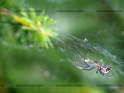 Araña en la web | Foto de alta resolución |ID 3943567
