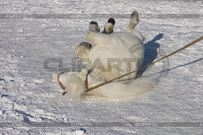 White pony in snow | High resolution stock photo |ID 3952037