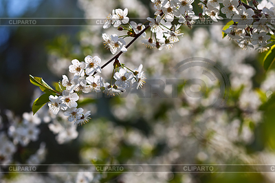 Blüten Zweig mit copyspace | Foto mit hoher Auflösung |ID 3985461