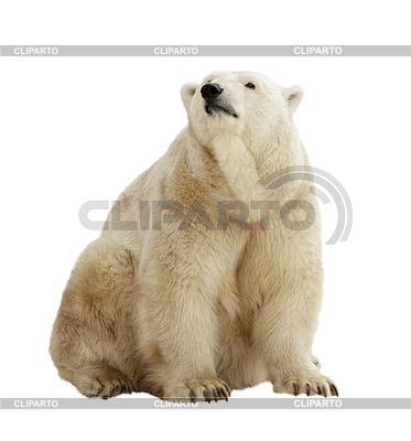 Polar bear | High resolution stock photo |ID 3986706