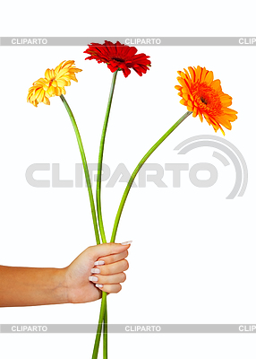 Three daisy flowers in hand | High resolution stock photo |ID 3986783