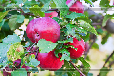 Apples on branch | High resolution stock photo |ID 3992344