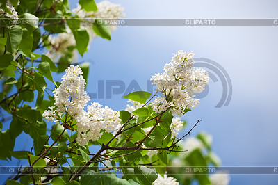 Weißer Flieder im Frühling | Foto mit hoher Auflösung |ID 4007376