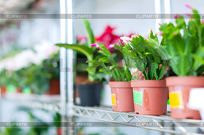 Schlumbergera в цветочном магазине | Фото большого размера |ID 4043494