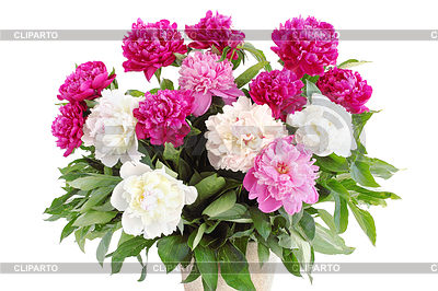 Peony | High resolution stock photo |ID 4039507