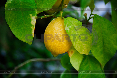 Wild lemon on branch | High resolution stock photo |ID 6838679