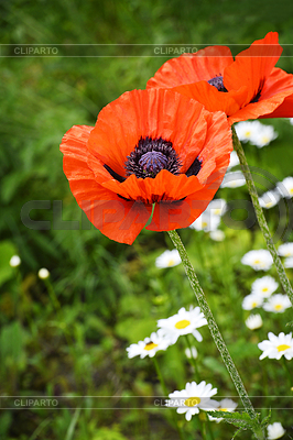 Flowering poppies and daisies on green summer field | High resolution stock photo |ID 5811287