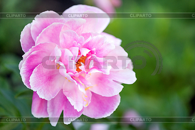 Pink peony flower | High resolution stock photo |ID 6862432