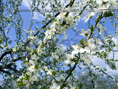 Frühling Zweig der Bäume | Foto mit hoher Auflösung |ID 5275983