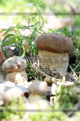 Growing many white ceps vertical | High resolution stock photo |ID 6118065