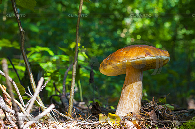 Gran cep en bosque soleado | Foto de alta resolución |ID 6888617