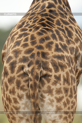 Giraffe Textur | Foto mit hoher Auflösung |ID 5592273