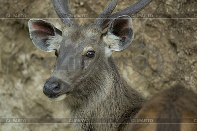 Portrait of Sambar Deer | High resolution stock photo |ID 5592980
