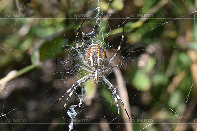 Argiopa Araña en Web | Foto de alta resolución |ID 5901302