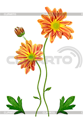 Bouquet of flowers chrysanthemum | High resolution stock photo |ID 5914769